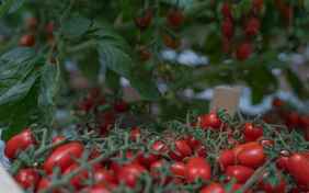 Saisonabhängig dürfen Gäste sich am Gemüse aus eigenem Anbau erfreuen
